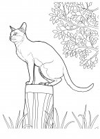 disegni/gatti/gatti_cats_ 14.jpg